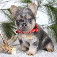 Winston (Reserved), a male French Bulldog for sale in Fresno, OH – Photo 5 of 7