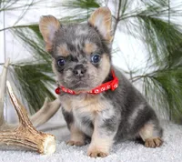 Winston, a male French Bulldog for sale in Fresno, OH – Photo 5 of 5