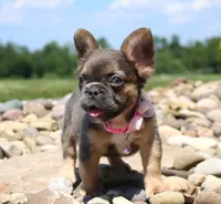 Jana, a female French Bulldog for sale in Fresno, OH – 3 of 10
