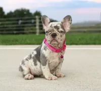 Lola, a female French Bulldog for sale in Fresno, OH – 3 of 6