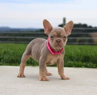 Tanya, a female French Bulldog for sale in Fresno, OH – 5 of 7