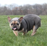 Bruno, a male French Bulldog for sale in Fresno, OH – Photo 9 of 9