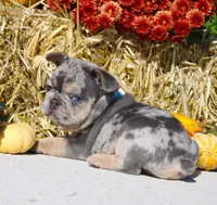 Bruno, a male French Bulldog for sale in Fresno, OH – Photo 2 of 9