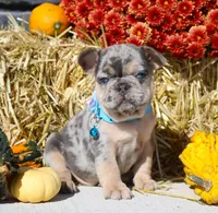 Bruno, a male French Bulldog for sale in Fresno, OH – Photo 5 of 9