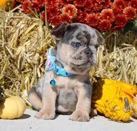Bruno, a male French Bulldog for sale in Fresno, OH – Photo 7 of 9