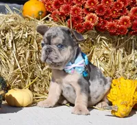 Bruno, a male French Bulldog for sale in Fresno, OH – Photo 4 of 9