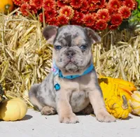 Bruno, a male French Bulldog for sale in Fresno, OH – Photo 1 of 9