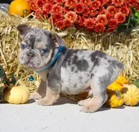 Bruno, a male French Bulldog for sale in Fresno, OH – Photo 3 of 9