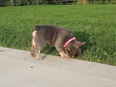 Porcha, a female French Bulldog for sale in Fresno, OH – 9 of 9