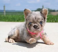 Macie, a female French Bulldog for sale in Fresno, OH – 1 of 9