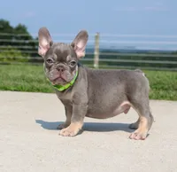 Hank, a male French Bulldog for sale in Fresno, OH – 2 of 5