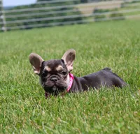 Mocha, a female French Bulldog for sale in Fresno, OH – 6 of 8