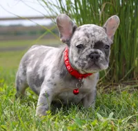 Ace, a male French Bulldog for sale in Fresno, OH – Photo 2 of 7