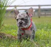 Ace, a male French Bulldog for sale in Fresno, OH – Photo 1 of 7