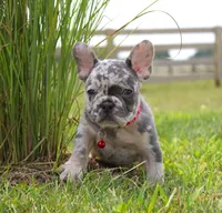 Ace, a male French Bulldog for sale in Fresno, OH – Photo 6 of 7