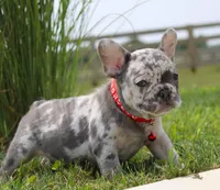 Ace, a male French Bulldog for sale in Fresno, OH – Photo 5 of 7