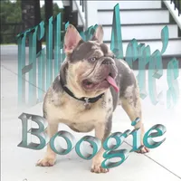 Ace, a male French Bulldog for sale in Fresno, OH – Photo 7 of 7