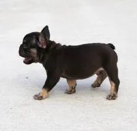 Hershy, a male French Bulldog for sale in Fresno, OH – 2 of 7