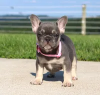 Gloria, a female French Bulldog for sale in Fresno, OH – 5 of 7