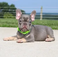 Hank, a male French Bulldog for sale in Fresno, OH – 5 of 5