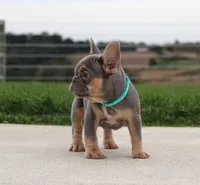 Tansy, a female French Bulldog for sale in Fresno, OH – 4 of 6