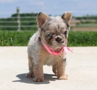 Macie, a female French Bulldog for sale in Fresno, OH – 4 of 9