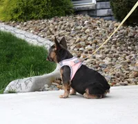 Jana, a female French Bulldog for sale in Fresno, OH – 3 of 10