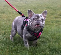 Leo, a male French Bulldog for sale in Fresno, OH – 7 of 8