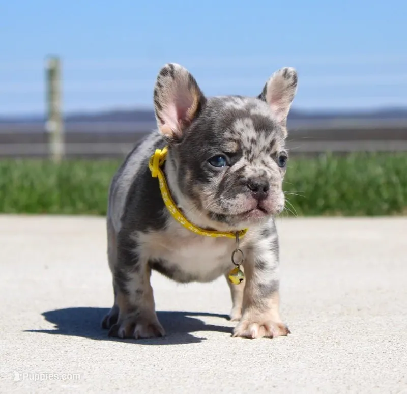 Leo – French Bulldog puppy for sale in Fresno, OH