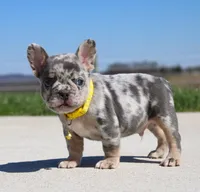 Leo, a male French Bulldog for sale in Fresno, OH – 2 of 8