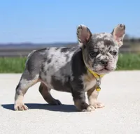 Leo, a male French Bulldog for sale in Fresno, OH – 4 of 8