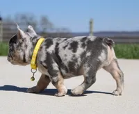 Leo, a male French Bulldog for sale in Fresno, OH – 6 of 8