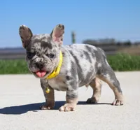 Leo, a male French Bulldog for sale in Fresno, OH – 5 of 8