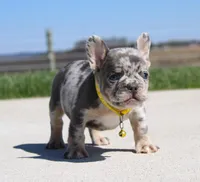 Leo, a male French Bulldog for sale in Fresno, OH – 3 of 8