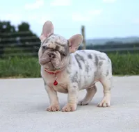 Leo, a male French Bulldog for sale in Fresno, OH – Photo 1 of 7