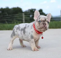 Leo, a male French Bulldog for sale in Fresno, OH – Photo 5 of 7