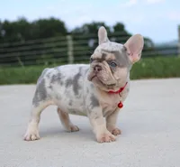 Leo, a male French Bulldog for sale in Fresno, OH – Photo 2 of 7