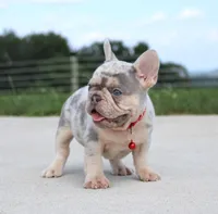 Leo, a male French Bulldog for sale in Fresno, OH – Photo 3 of 7