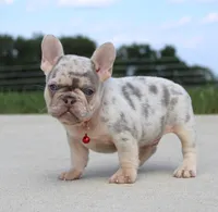 Leo, a male French Bulldog for sale in Fresno, OH – Photo 4 of 7