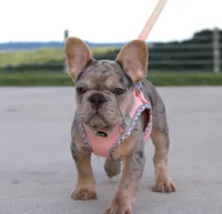 Minty, a female French Bulldog for sale in Fresno, OH – 2 of 5