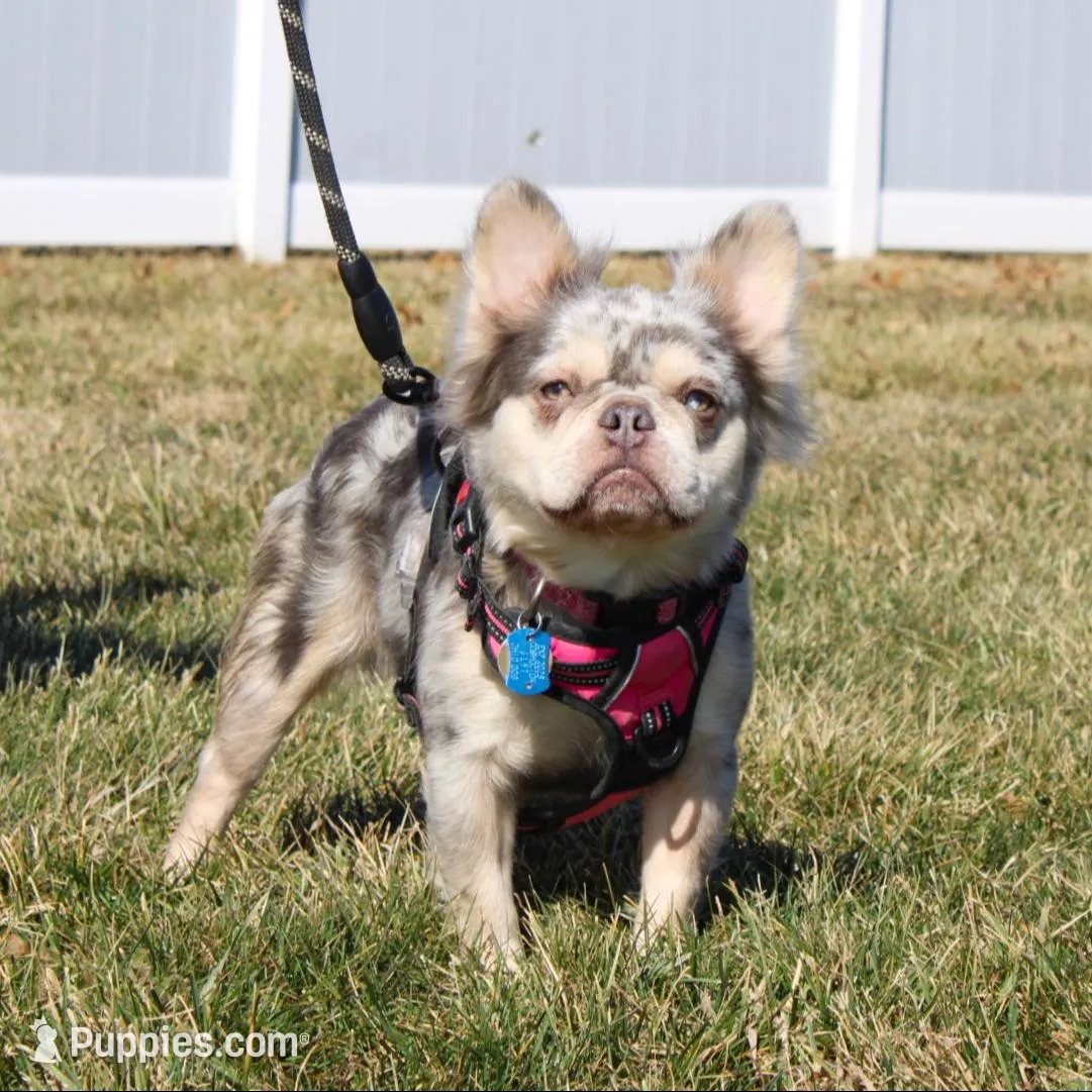 Bryce, a male French Bulldog for sale in Fresno, OH – Photo 7 of 8