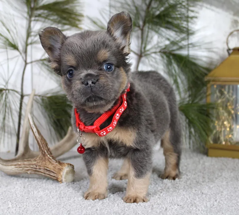 Bryce, a male French Bulldog for sale in Fresno, OH – Photo 1 of 4