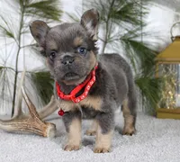 Bryce, a male French Bulldog for sale in Fresno, OH – Photo 1 of 4