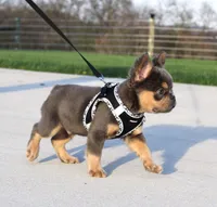 Bryce, a male French Bulldog for sale in Fresno, OH – Photo 5 of 8