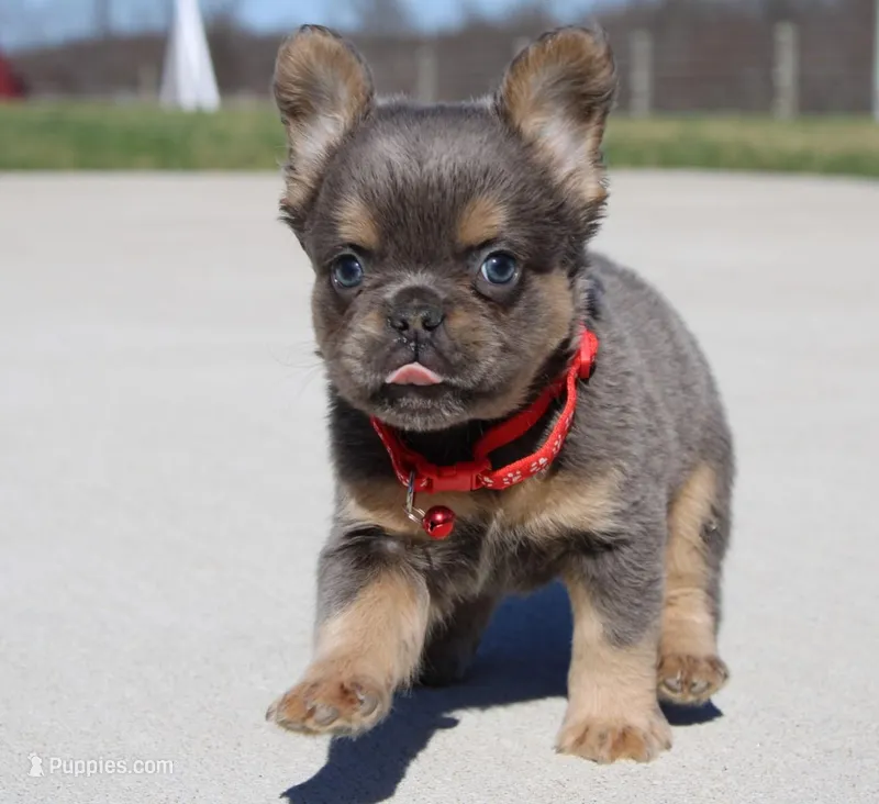 Bryce – French Bulldog puppy for sale in Fresno, OH