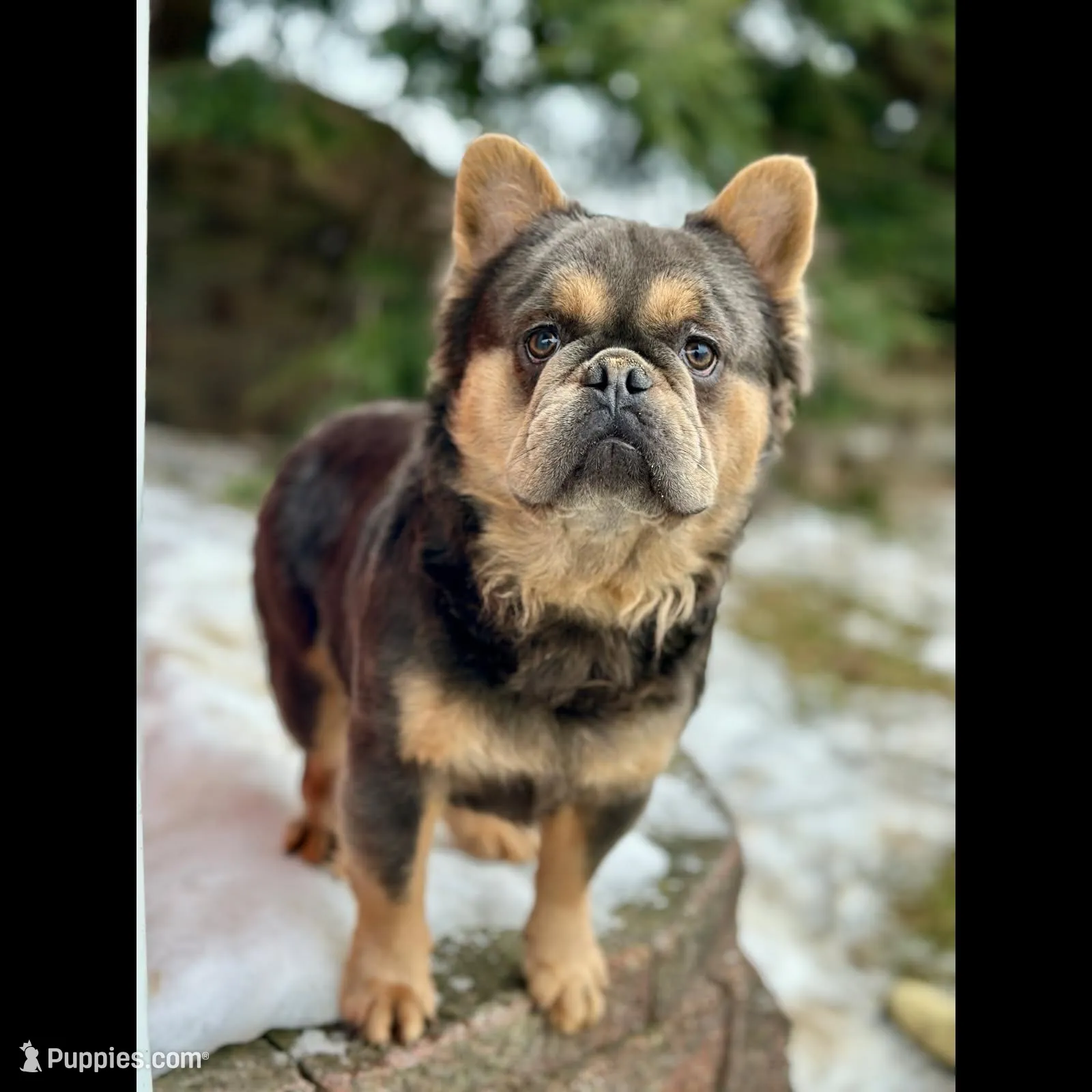 Bryce, a male French Bulldog for sale in Fresno, OH – Photo 8 of 8