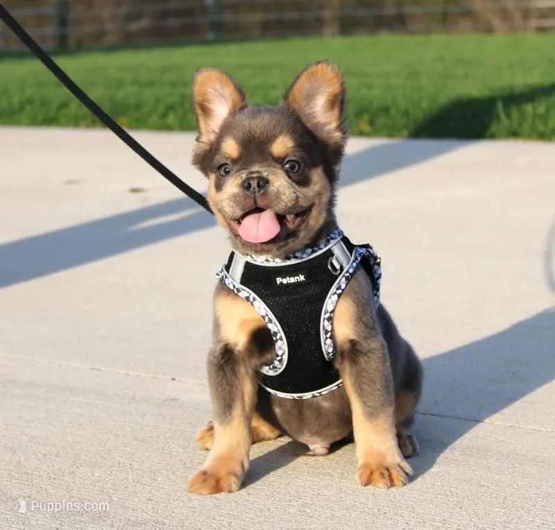 Bryce – French Bulldog puppy for sale in Fresno, OH