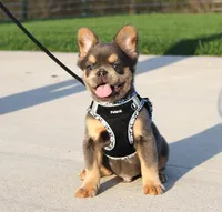 Bryce, a male French Bulldog for sale in Fresno, OH – Photo 2 of 8