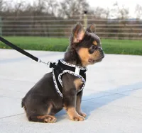 Bryce, a male French Bulldog for sale in Fresno, OH – Photo 3 of 8