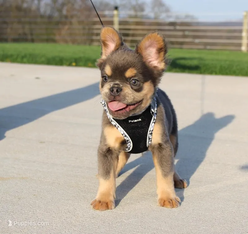 Bryce – French Bulldog puppy for sale in Fresno, OH